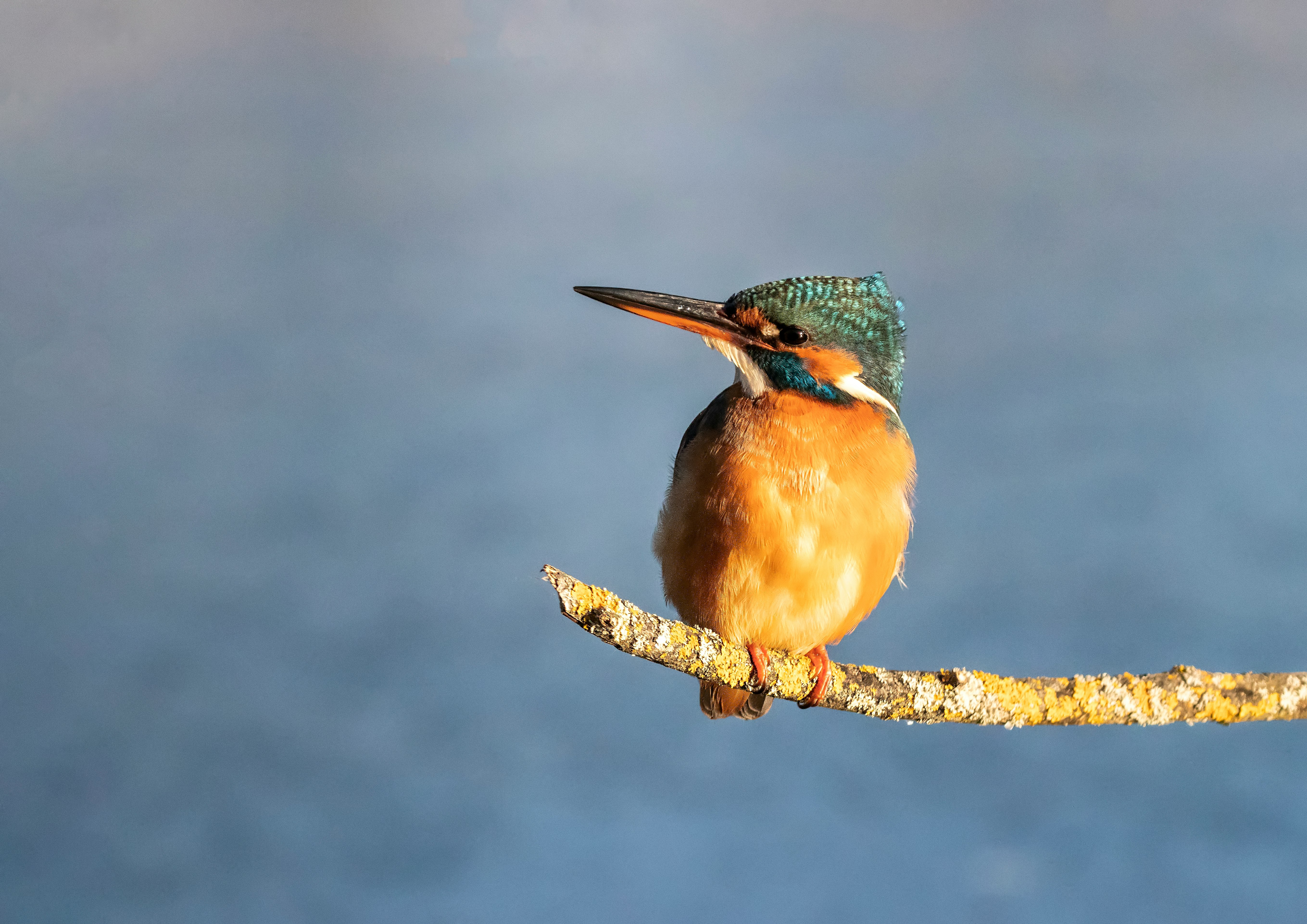 brown and green bird on brown tree branch